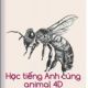 Cùng con học tiếng Anh với Animal 4D siêu thú vị